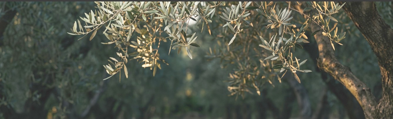 Sunlit olive branches and an old olive trunk in a grove